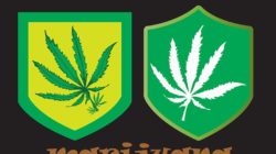 marijuana leaves