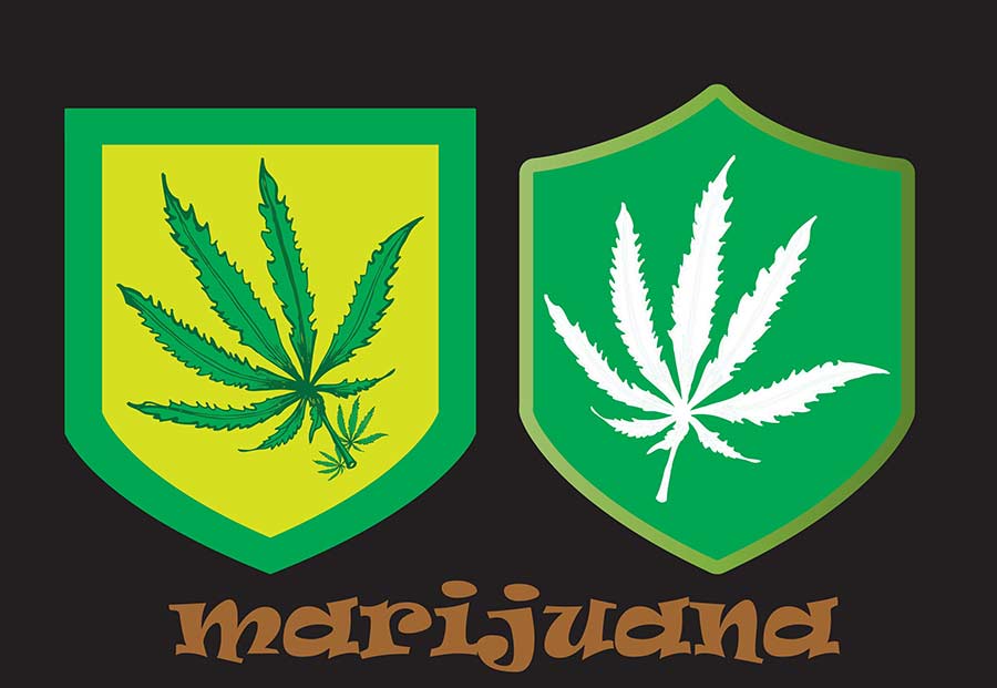 marijuana leaves